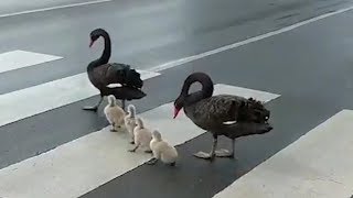 Swan family always uses the pedestrian crossing [upl. by Herzog69]