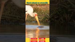 Stork attack on crocodile 🐊 animals wildanimal shortsviral [upl. by Hawker]