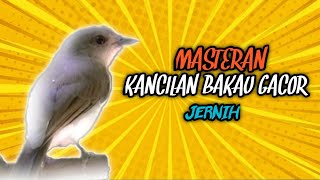 Masteran Kancilan Bakau Gacor Jernih [upl. by Kamerman]