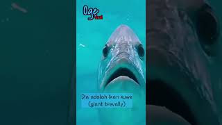 Giant Trevally Predator Ganas Di Lautan  ikankuwe gianttrevally shorts [upl. by Bowerman]