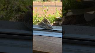 Very Friendly bobtail lizard 😁😁lizard lizards shortsviral shorts [upl. by Boleyn]