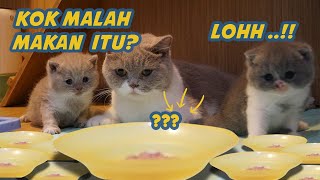 ANAK KUCING BRITISH INI BELAJAR MAKAN LAGI [upl. by Fessuoy]