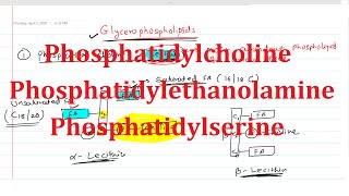 19 Phosphatidylcholine Lecithin Phosphatidylethanolamine Cephalin Phosphatidylserine [upl. by Anayd]