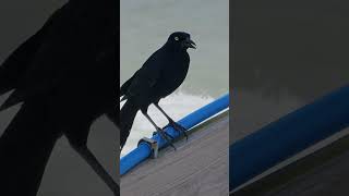 Common Grackle Carefully Watching Around [upl. by Gladis]