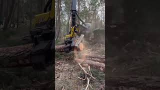 “Harvester in actionMighty giant tree cut🌲🚜”harvester johndeere viralvideo forest timberjack [upl. by Dionysus639]