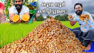 കൂവപ്പൊടി ഉണ്ടാക്കുന്ന വിദ്യ  How to make arrowroot powder  M4 Tech [upl. by Ytak]