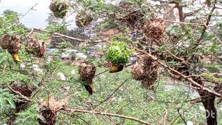 Weaver birds build nests [upl. by Denby209]