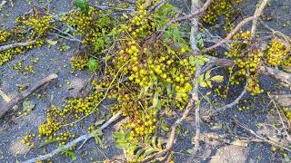 Chinaberry Tree Fell During Hurricane Milton on Cross Seminole Trail amp Squirrel Calls Out Oviedo [upl. by Raynold868]