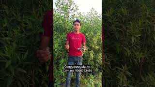 Conocarpus plants timber indoorplantnursery gardenplants nursery india [upl. by Tamra]