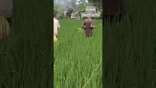 mansoon plantation of gavava and litchi tree 🌳🌳🌳🌳🌳 pantfarm shorts viralvideo horticulture [upl. by Sellihca655]