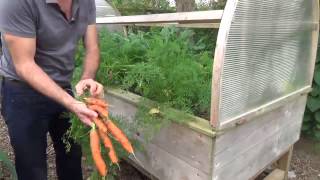 Cultiver des carottes dans un potager sur pieds [upl. by Frayne]