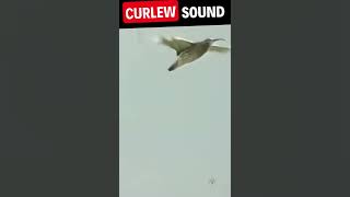 Curlew Sounds birdsounds shorts [upl. by Peers]