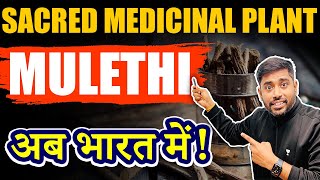 Organised Cultivation of Mulethi in India  UPSC  Geography Current Affairs [upl. by Platas]