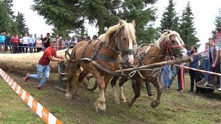 Concurs cu cai de tractiune  proba de dublu  Marisel Cluj 7 iulie 2018 [upl. by Dora546]