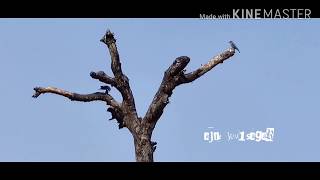 NATURES MUSIC  Flora at KV Sagar [upl. by Elak313]