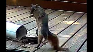 Spunky Chipmunk Surprises Squirrel [upl. by Brand]