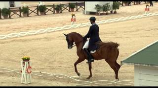 Cavallo Ray Campionati It Dressage Sept 2015 [upl. by Adnilrem71]