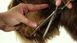 ALAA Australian Labradoodle Grooming Demo [upl. by Tiny428]