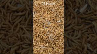 Mealworms vs Frog timelapse goinsidetimelapse timelapsevideo mealwormseating mealworms [upl. by Euton976]