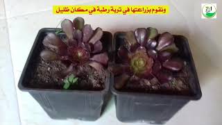 نبتة الأيونيوم اكثارها و العناية بها Aeonium Arboreum [upl. by Obadiah]