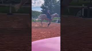 Aint no love in Oklahoma 😍 cupcake horsey roadto3k equestrian equestriangirl riding pony [upl. by Davie]