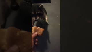 Fred eating peanut butter sandwich 🥪 raccoon wildlife animals cute nature peanut butter [upl. by Gunthar]