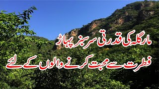 Exploring the Majestic Margalla Hills A Nature Lovers Paradise Margalla hillsTravel VEO [upl. by Vince]