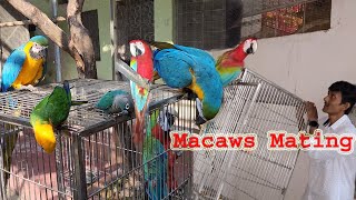 Macaws Mating In The Open Outdoor Aviary  Macaws Big Parrot Breeding [upl. by Lyrradal160]