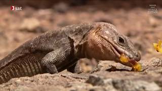 Täuschen und Tarnen  Über Lebenskünstler der Natur Doku HD [upl. by Casi]