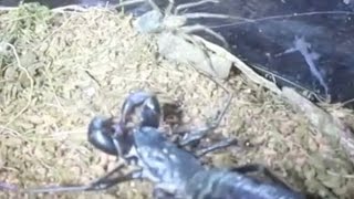 Vinegaroon cassius Clay Vs Wolf Spider DeathMatch 2x slow mo [upl. by Dloraj]