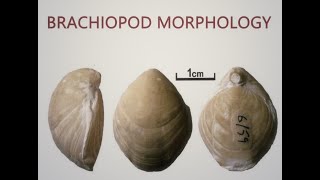 Brachiopoda Morphology [upl. by Ynagoham]