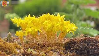 Sedum acre Aureum quotGold Moss Sedumquot [upl. by Corabel]