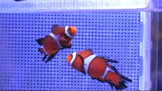 Fincasters Episode 44 Long Fin Clownfish [upl. by Lehcar483]