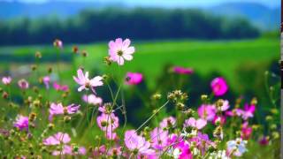 Flowers  Video Background HD 1080p [upl. by Darees]