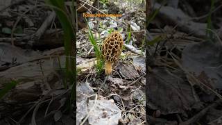 Morchella Esculenta March 2024 asmr asmrmushrooms morrel mushroomhunting morcheln morchella [upl. by Eiramlirpa59]