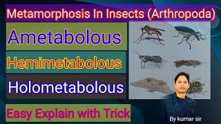 Metamorphosis Ametabolous Hemimetabolous amp Holometabolous In insects  Phylum Arthropoda [upl. by Alexandria]