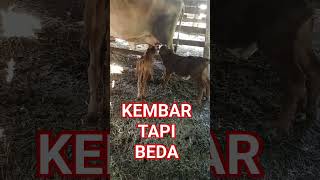 ANAK SAPI KEMBAR shorts sapi srontscahangon [upl. by Gessner]