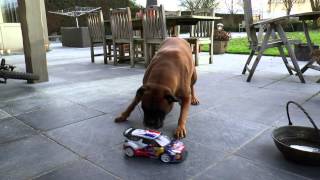 Crazy Boxer dog vs RC Rallycar [upl. by Karly662]