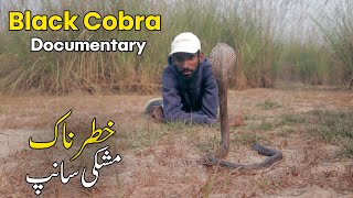 Indian Spectacled cobra documentary Naja naja Big 4 Snakes [upl. by Fessuoy812]