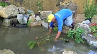 How to build a Fish Pond  Part 21  Pond Plants amp Waterfall  Final [upl. by Narhet327]