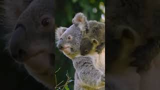 Wildlife Expert Reveals Koalas Surprising Eucalyptus Obsession [upl. by Asilehs]