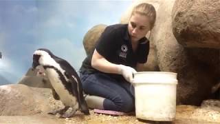 Animal Care and WellBeing at the Academy  California Academy of Sciences [upl. by Ennaegroeg]