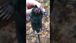 Star Nosed Mole ⭐  Natures Alien 👽 [upl. by Loretta]