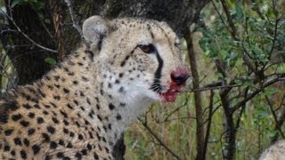 Safari 2011 Cheetahs kill and eat nyala [upl. by Ayekahs]