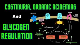 USMLE Step 1  Lesson 66  Cystinuria Organic Acidemias and Glycogen Regulation [upl. by Aronow940]