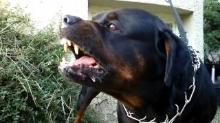 Big Rottweiler defends his territory [upl. by Posehn231]