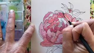 Watercolor Peony by Andrea Garvey [upl. by Case208]