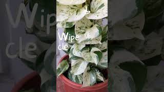 Day 74  Manjula Pothos stick Growth Process viralshort shortfeed youtubeshorts viralshorts [upl. by Soane]