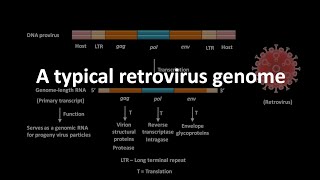 Retrovirus and its genome [upl. by Flor]