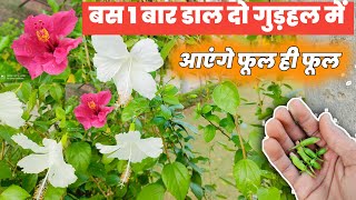 gudhal ke paudhe par jyada phool kaise paye  gudhal ke paudhe ki dekhbhal  gudhal plant [upl. by Raymonds]